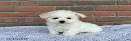 Bichon Frise dogs for sale: Silver - Ad 3