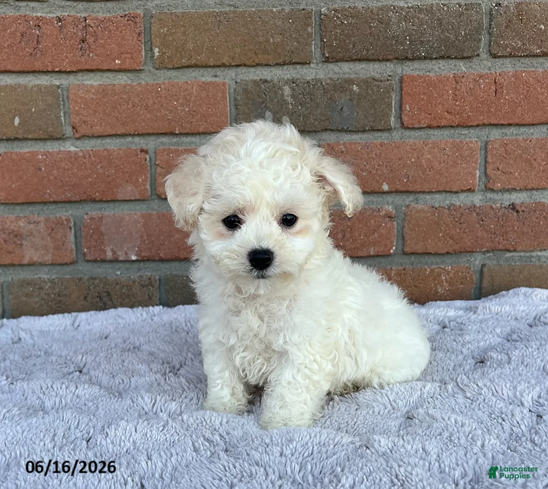 Bichon Frise dogs for sale: Silver - Ad 3