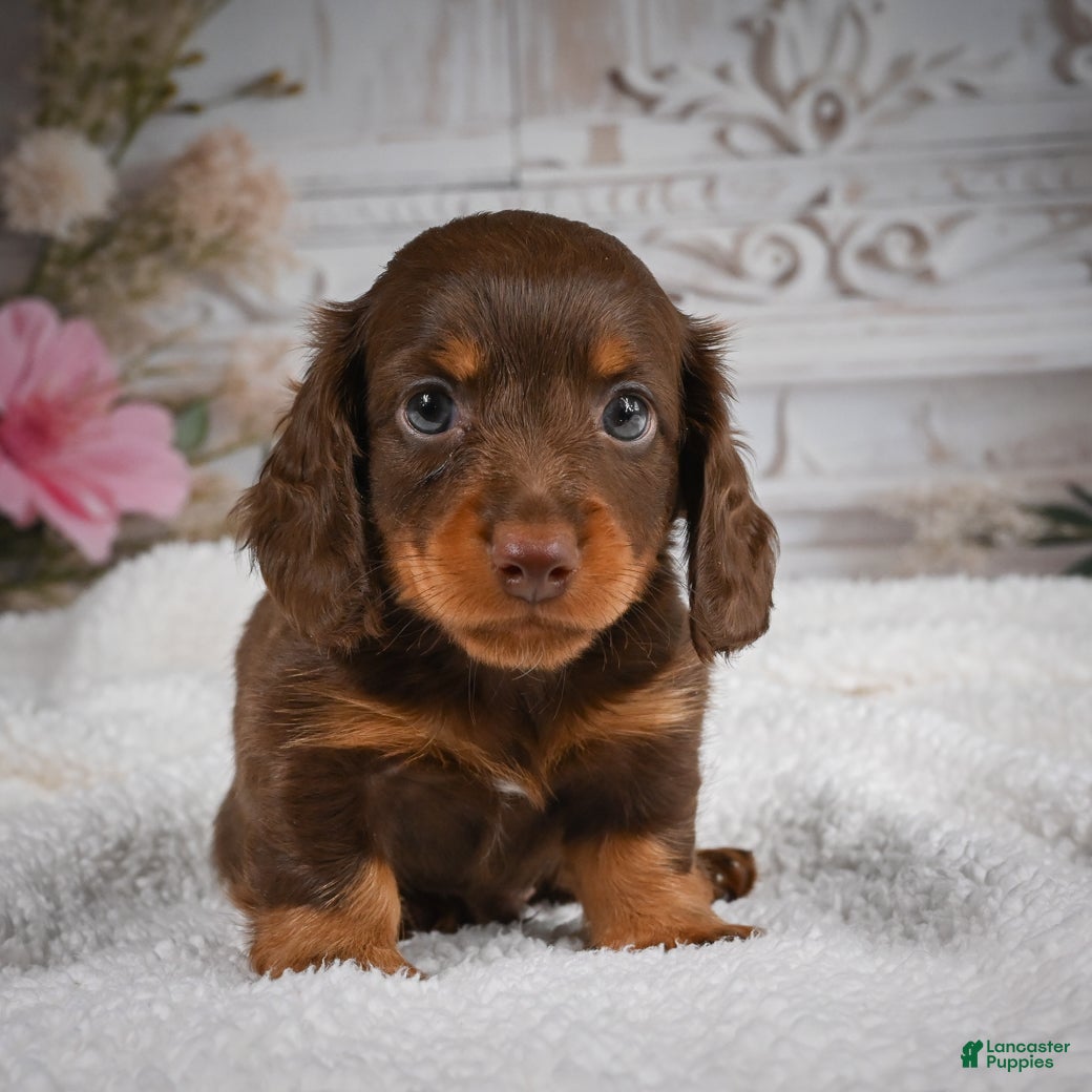 Miniature Dachshund dogs for sale: AKC-Bubba - Ad 3