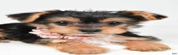 Yorkshire Terrier dogs for sale: Melody - Ad 3