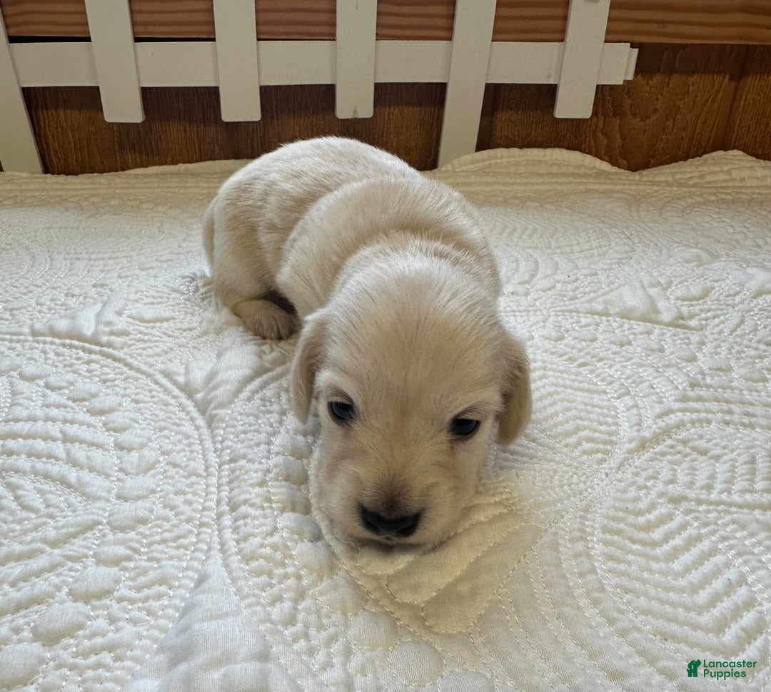 Miniature Dachshund dogs for sale: Leah - Ad 10