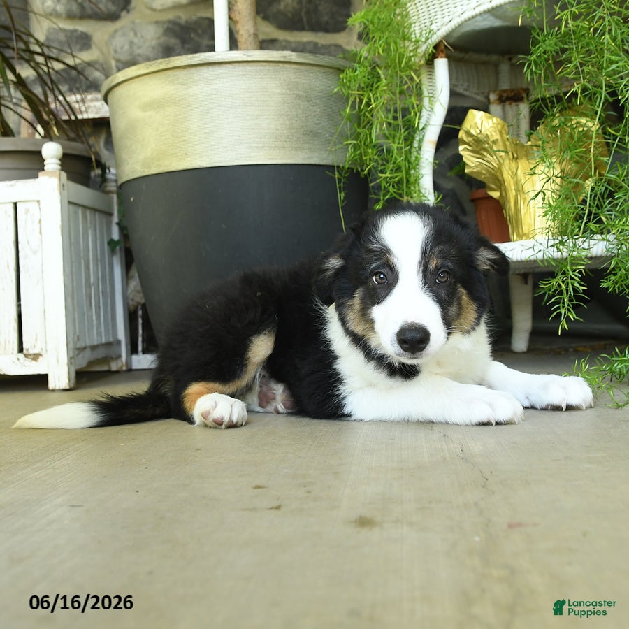 Border Collie dogs Kyle - Ad 2