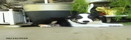 Border Collie dogs for sale: Kyle - Ad 2