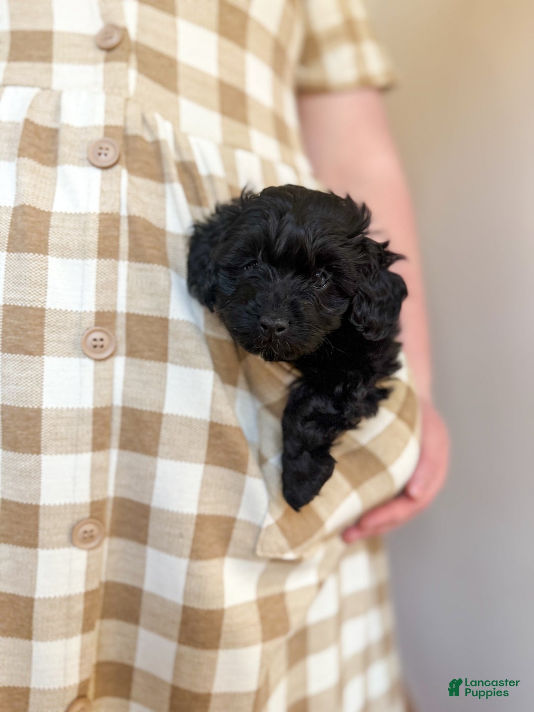 Doxiepoo dogs for sale: Ida - Ad 6