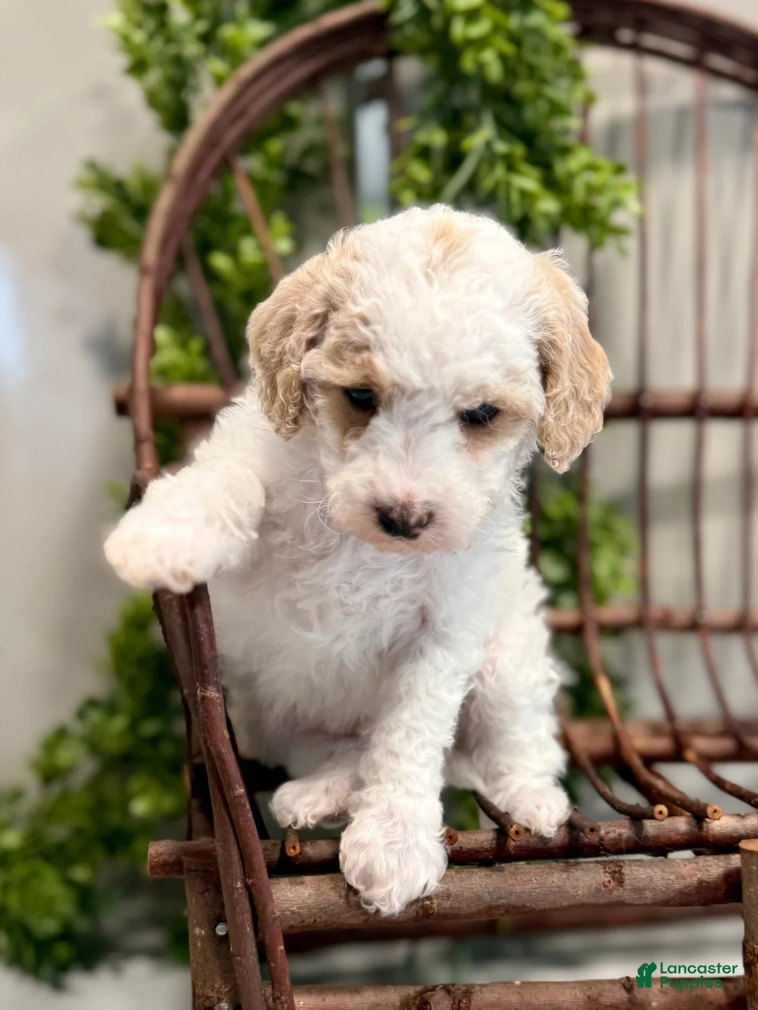 Mini Goldendoodle dogs for sale: Omar - Ad 2