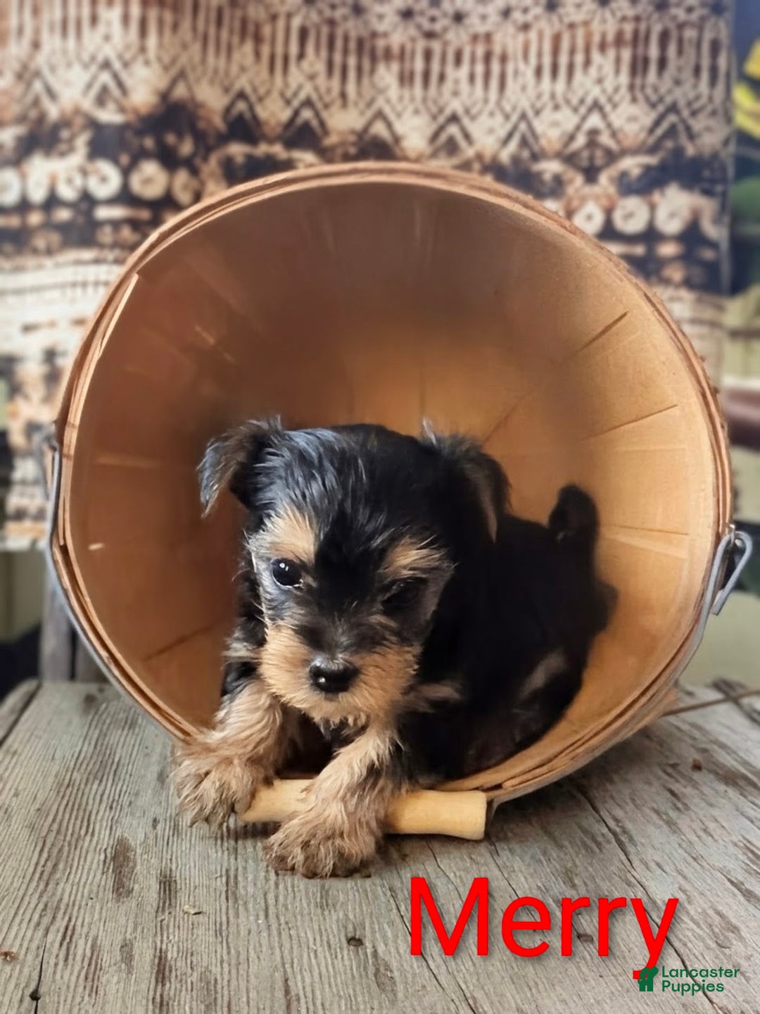 Yorkshire Terrier dogs for sale: Joyful - Ad 2