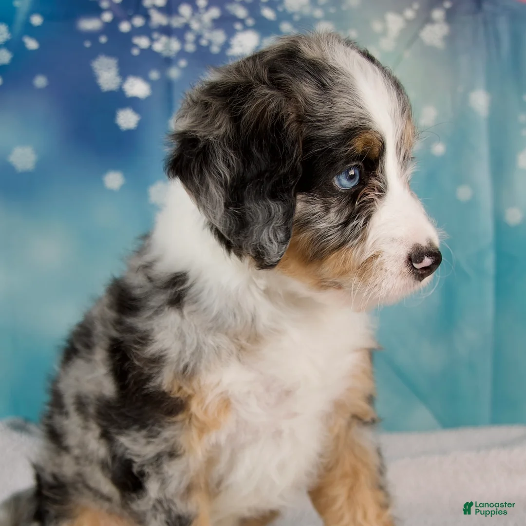 Mini Bernedoodle dogs for sale: Carrie - Ad 5