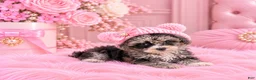 Toy Poodle dogs for sale: Merle Poodle 1 - Ad 1