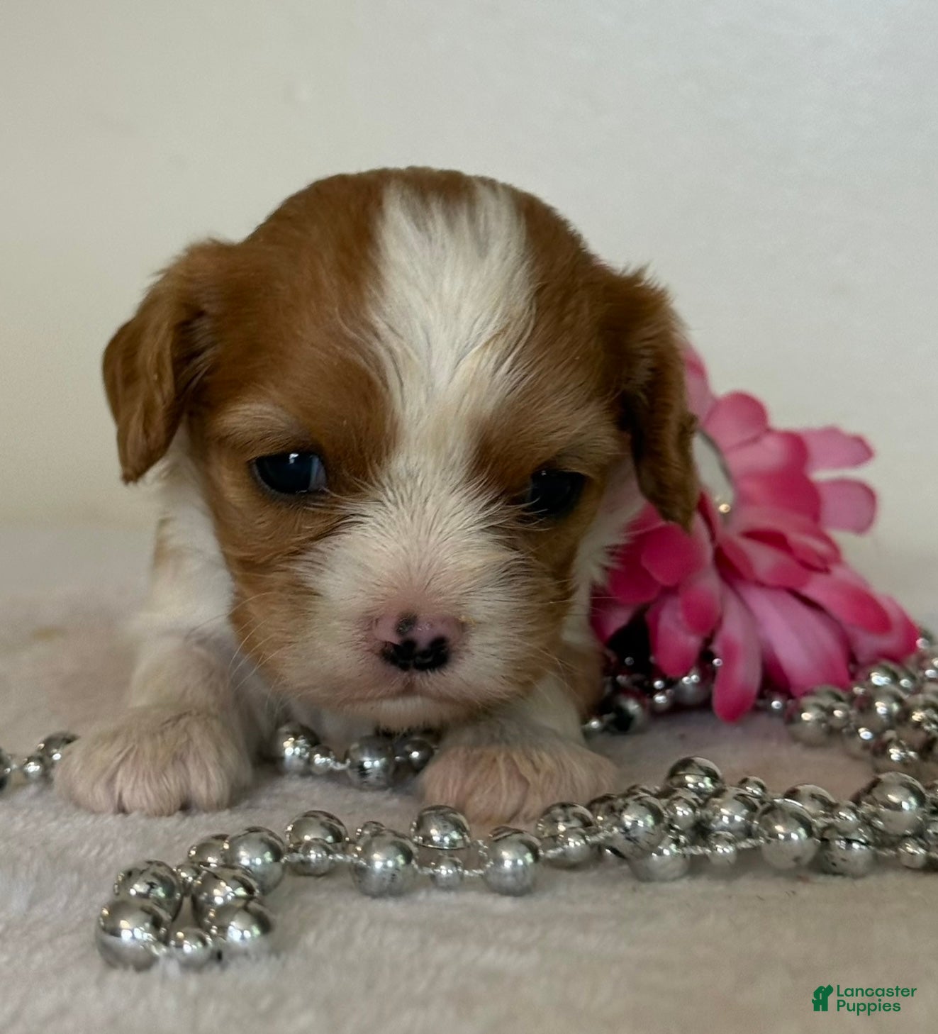 Cavalier King Charles Spaniel dogs Cookie Cavalier King Charles Spaniel  - Ad 1