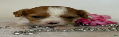 Cookie Cavalier King Charles Spaniel 
