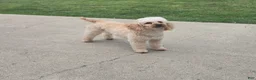 Mixed Breed dogs for sale: Bella - Ad 4