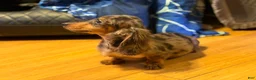 Miniature Dachshund dogs for sale: AKC Russian- Pra clear sale - Ad 21