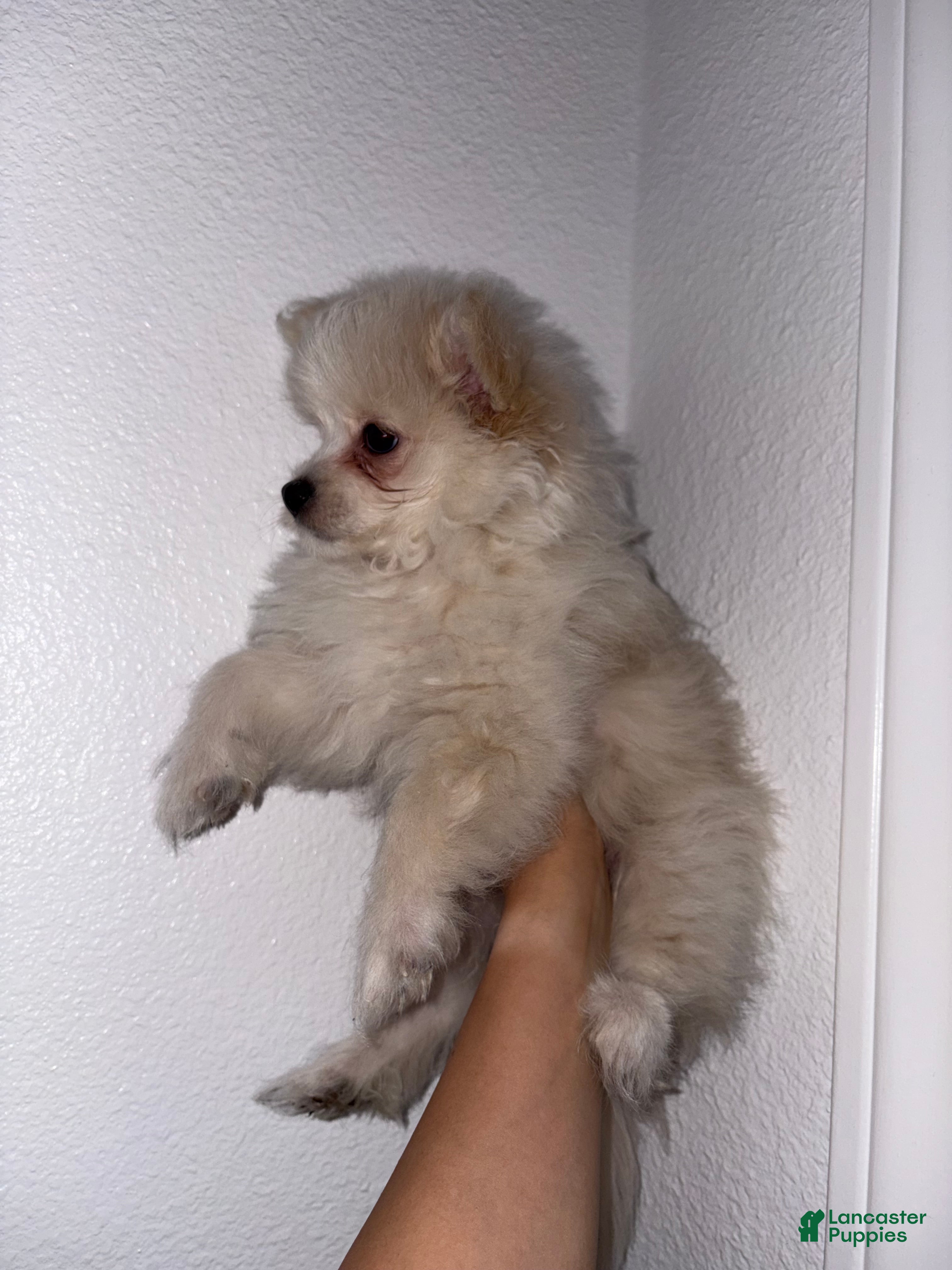 Mixed Breed dogs Mixed Breed Puppy 1 - Ad 28