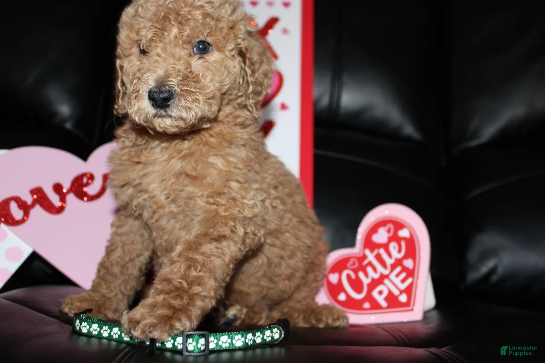 Standard Poodle dogs for sale: Prince - Ad 1