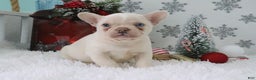 French Bulldog dogs for sale: Sheila - Ad 1