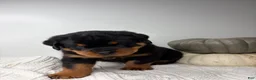 Rottweiler dogs for sale: Jose - Ad 15
