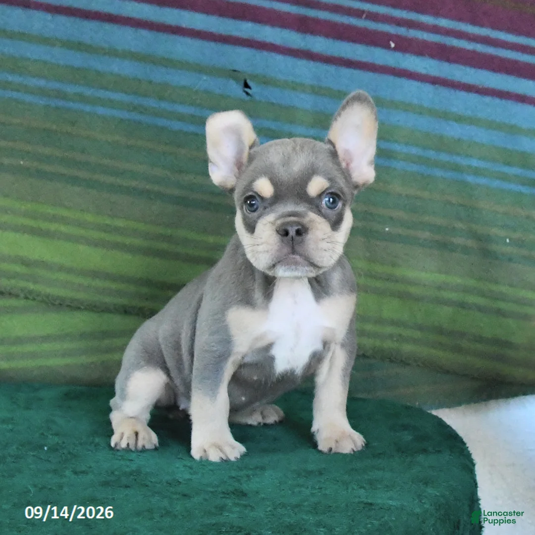 French Bulldog dogs for sale: Orchid - Ad 1