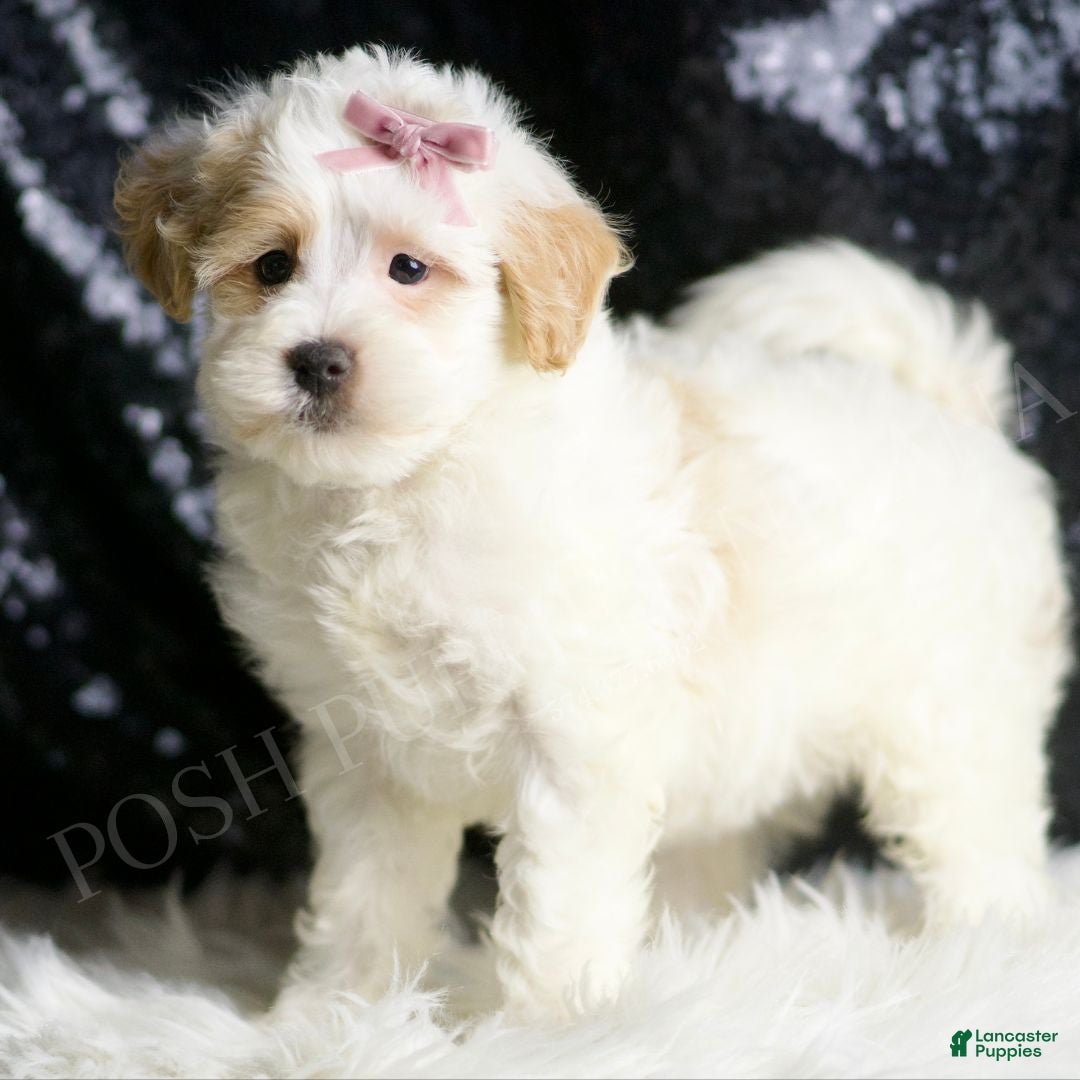 Maltipoo dogs for sale: Pumpkin - Ad 6