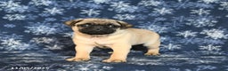 Pug dogs for sale: Cookie - Ad 8