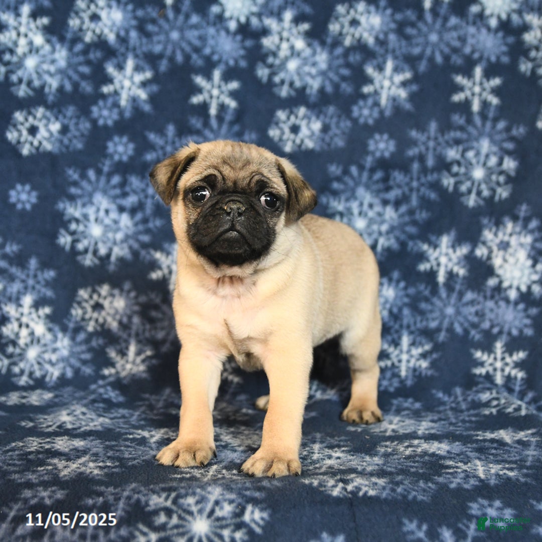 Pug dogs for sale: Cookie - Ad 8