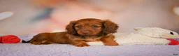 Dachshund dogs for sale: Alexa  - Ad 7