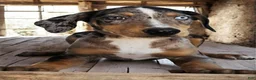 Catahoula Leopard Dog dogs for sale: Jesse 2026 F3 - Ad 5