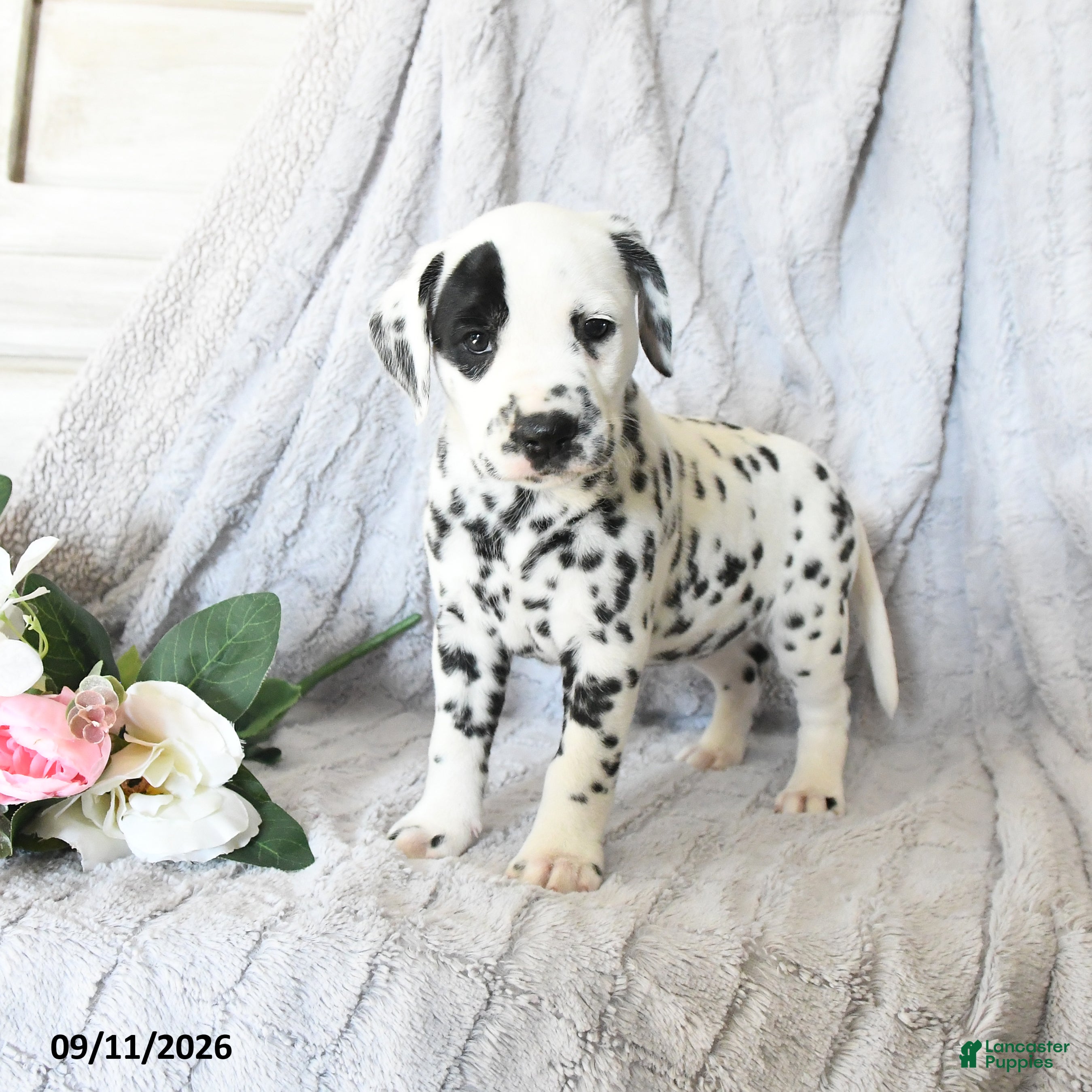 Dalmatian dogs Lady - Ad 1