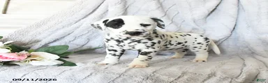 Lady