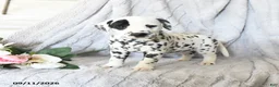 Dalmatian dogs for sale: Lady - Ad 1