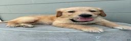Golden Retriever dogs for sale:  1 black collar - Ad 2