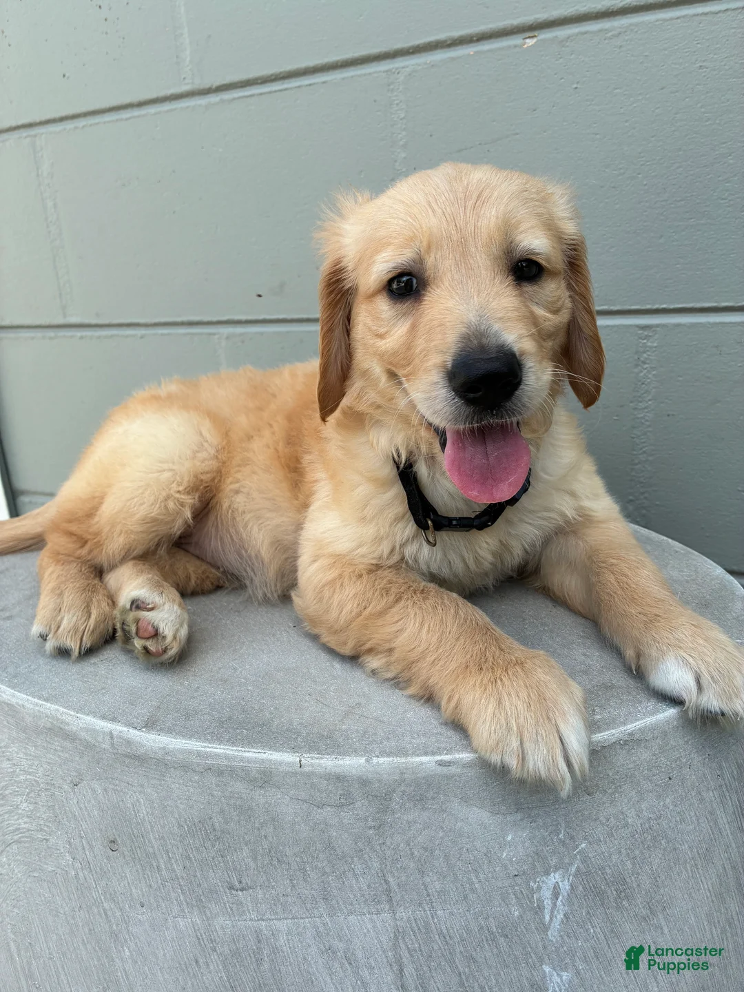 Golden Retriever dogs for sale:  1 black collar - Ad 2