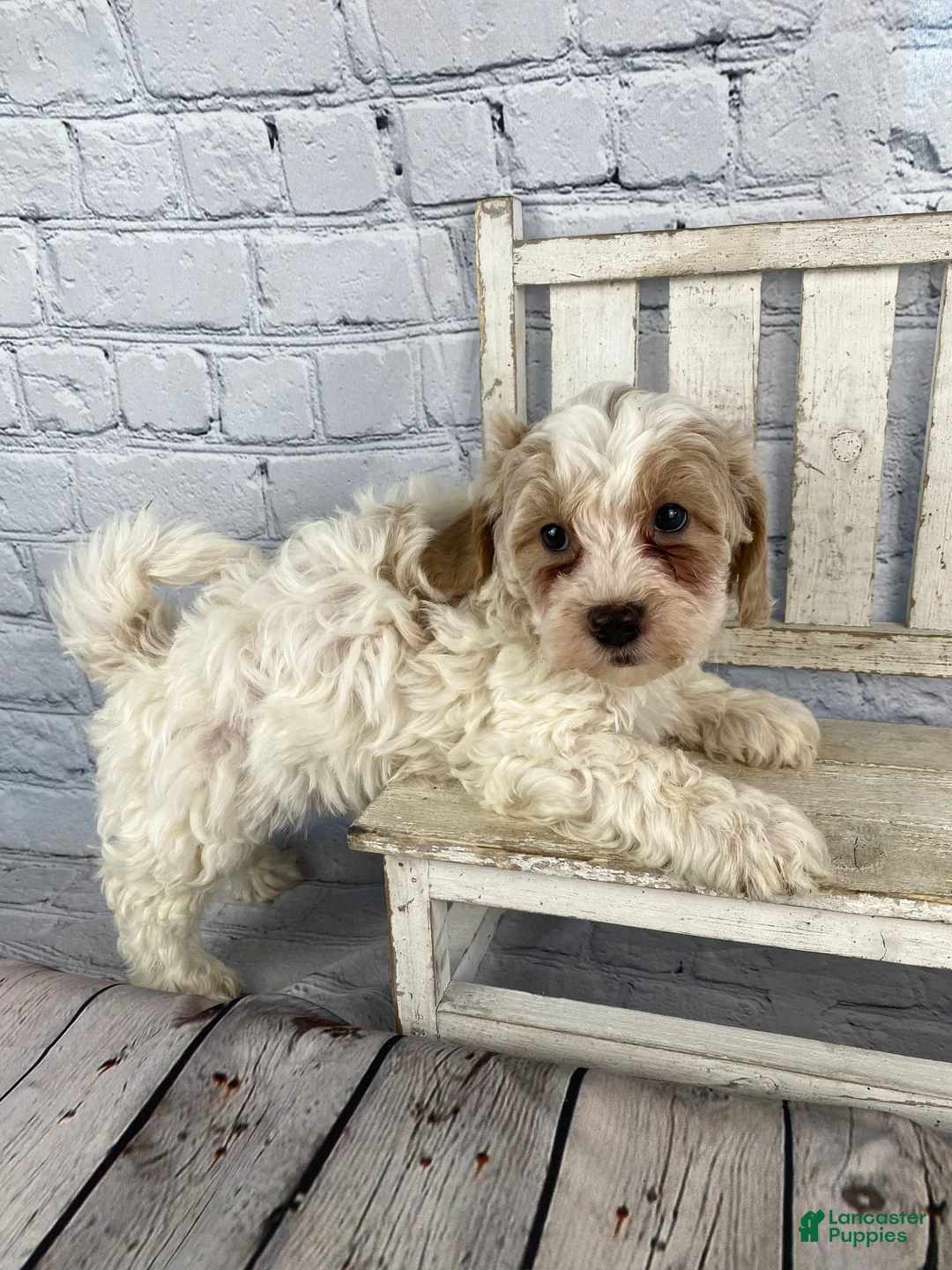 Cavapoo dogs for sale: Roscoe - Ad 14