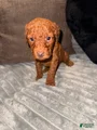 Mixed Breed Puppy 3