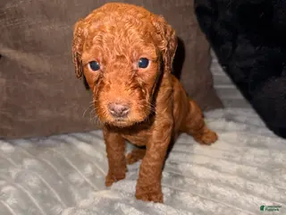 Mixed Breed dogs Mixed Breed Puppy 3 - Ad 10