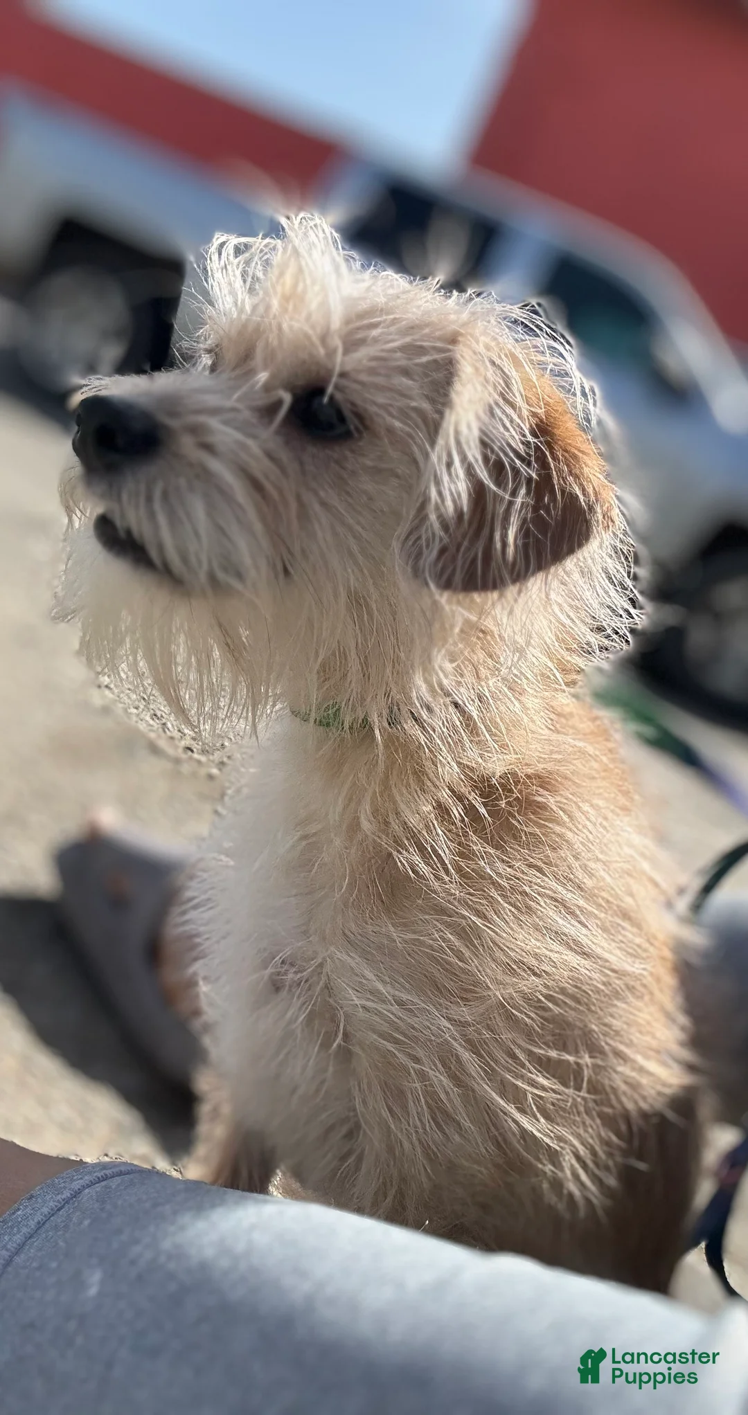 Mixed Breed dogs for sale: Mixed Breed Puppy 2 - Ad 2