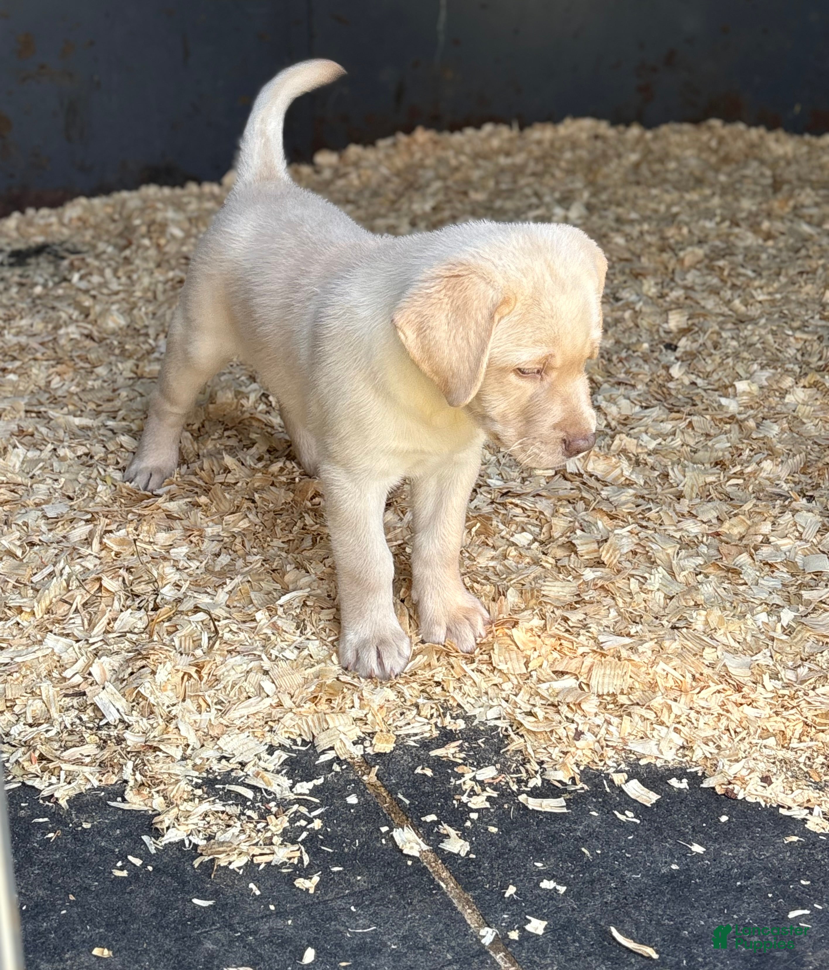 Labrador Retriever dogs Labrador Retriever Puppy 2 - Ad 5