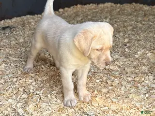 Labrador Retriever dogs Labrador Retriever Puppy 2 - Ad 5