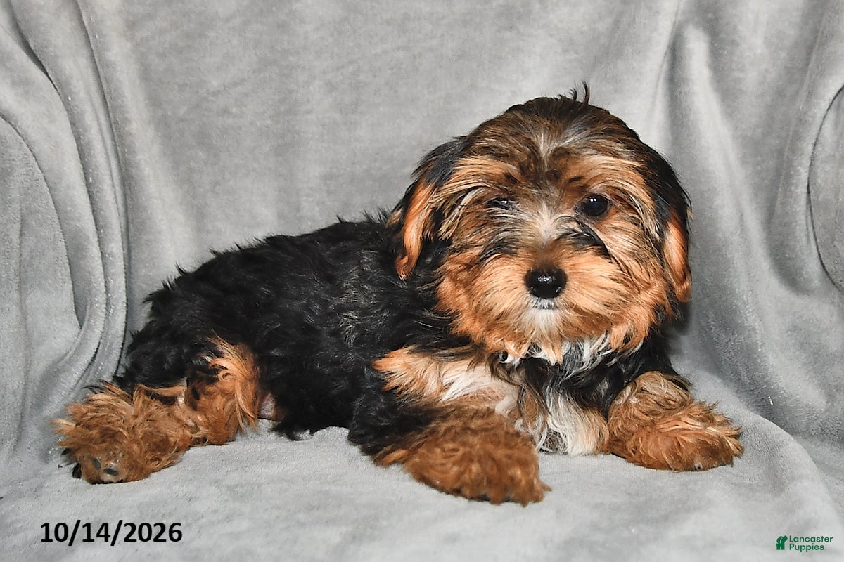 Mixed Breed dogs Arlen - Ad 2