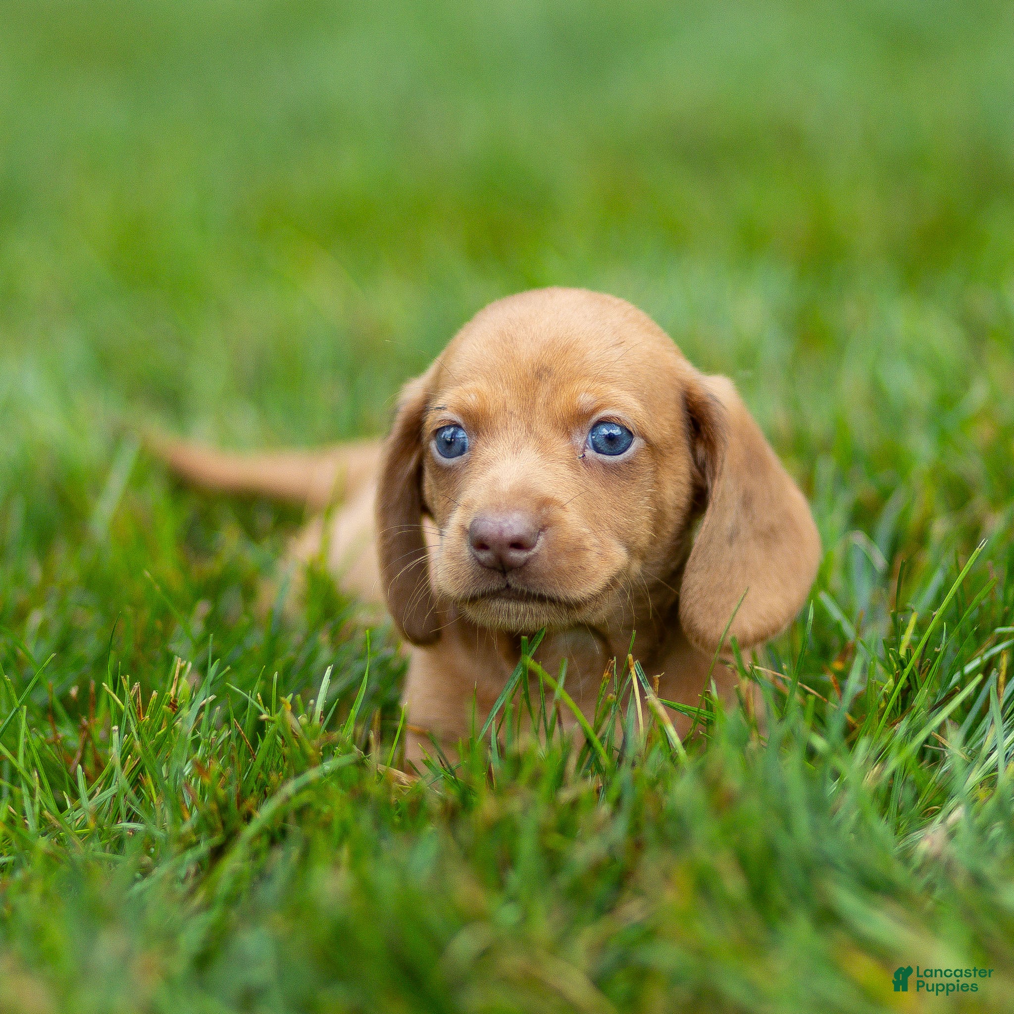 Miniature Dachshund dogs Mylan Miniature Dachshund  - Ad 1