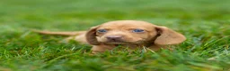 Miniature Dachshund dogs for sale: Mylan Miniature Dachshund  - Ad 10