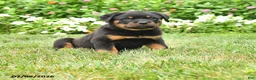Rottweiler dogs for sale: Kato - Ad 1