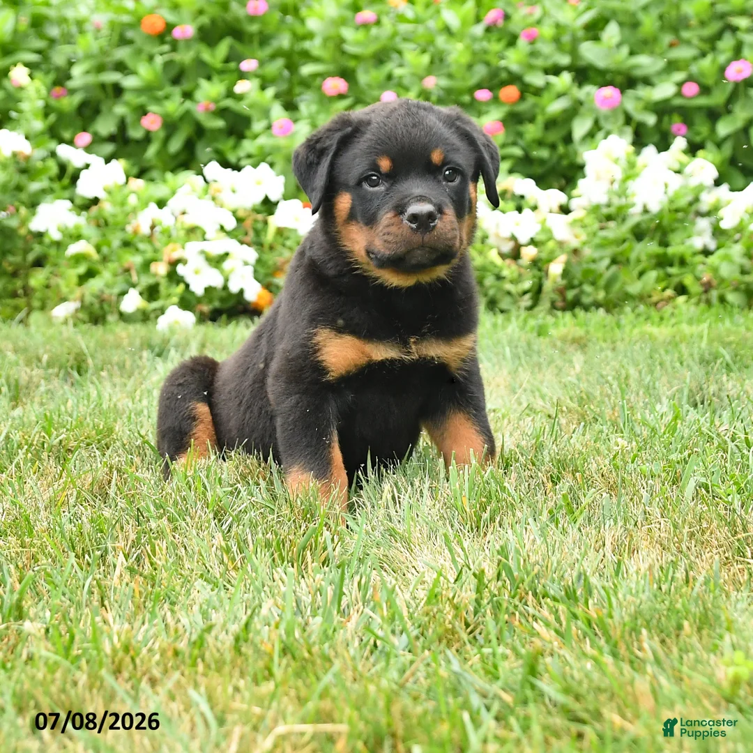Rottweiler dogs for sale: Kato - Ad 1