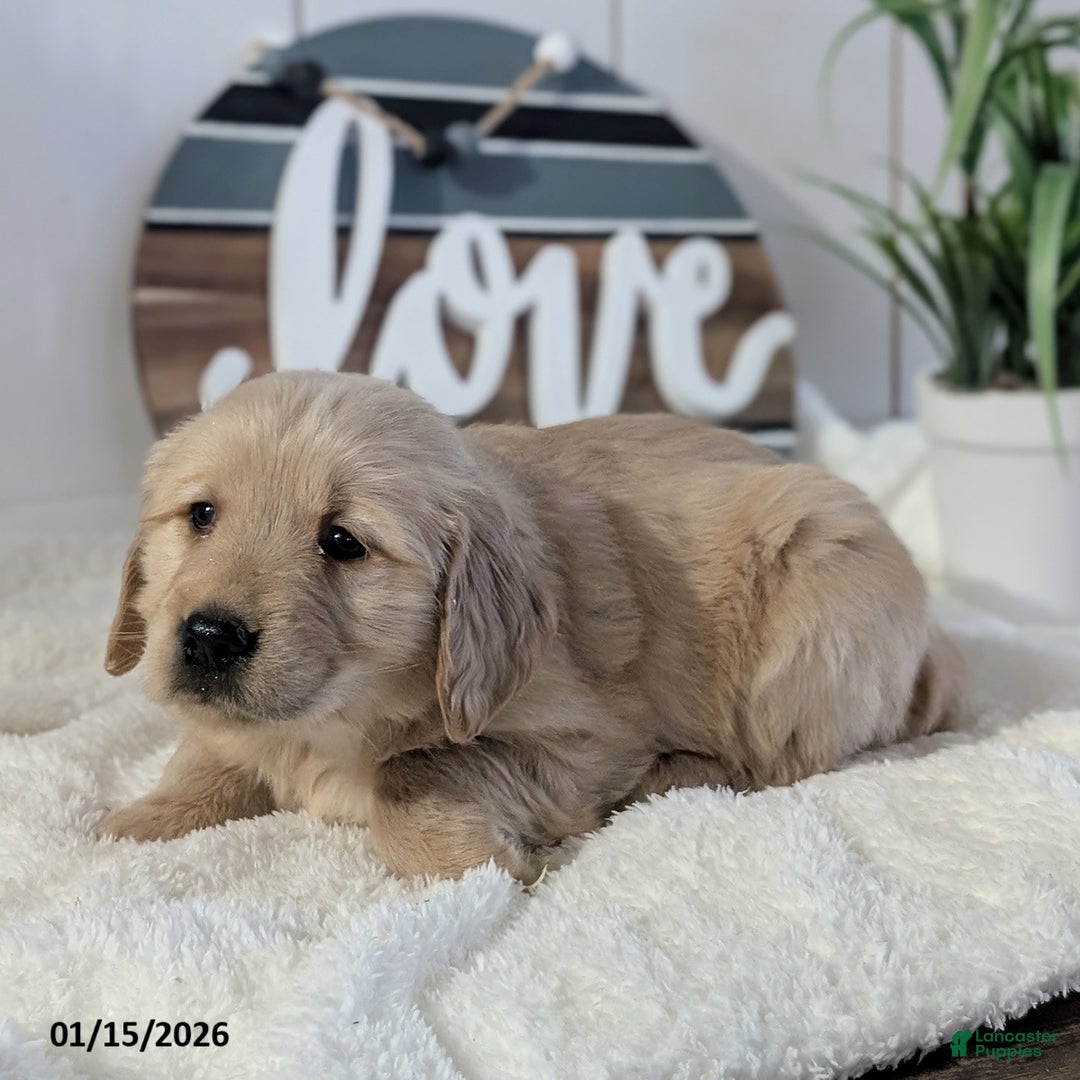 Golden Retriever dogs for sale: Finn - Ad 4