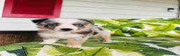 Australian Shepherd dogs for sale: Peaches 🍑  - Ad 4