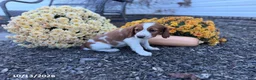 Welsh Springer Spaniel dogs for sale: Lori - Ad 10
