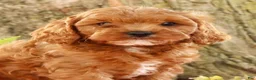 Cavapoo dogs for sale: Jack - Ad 9