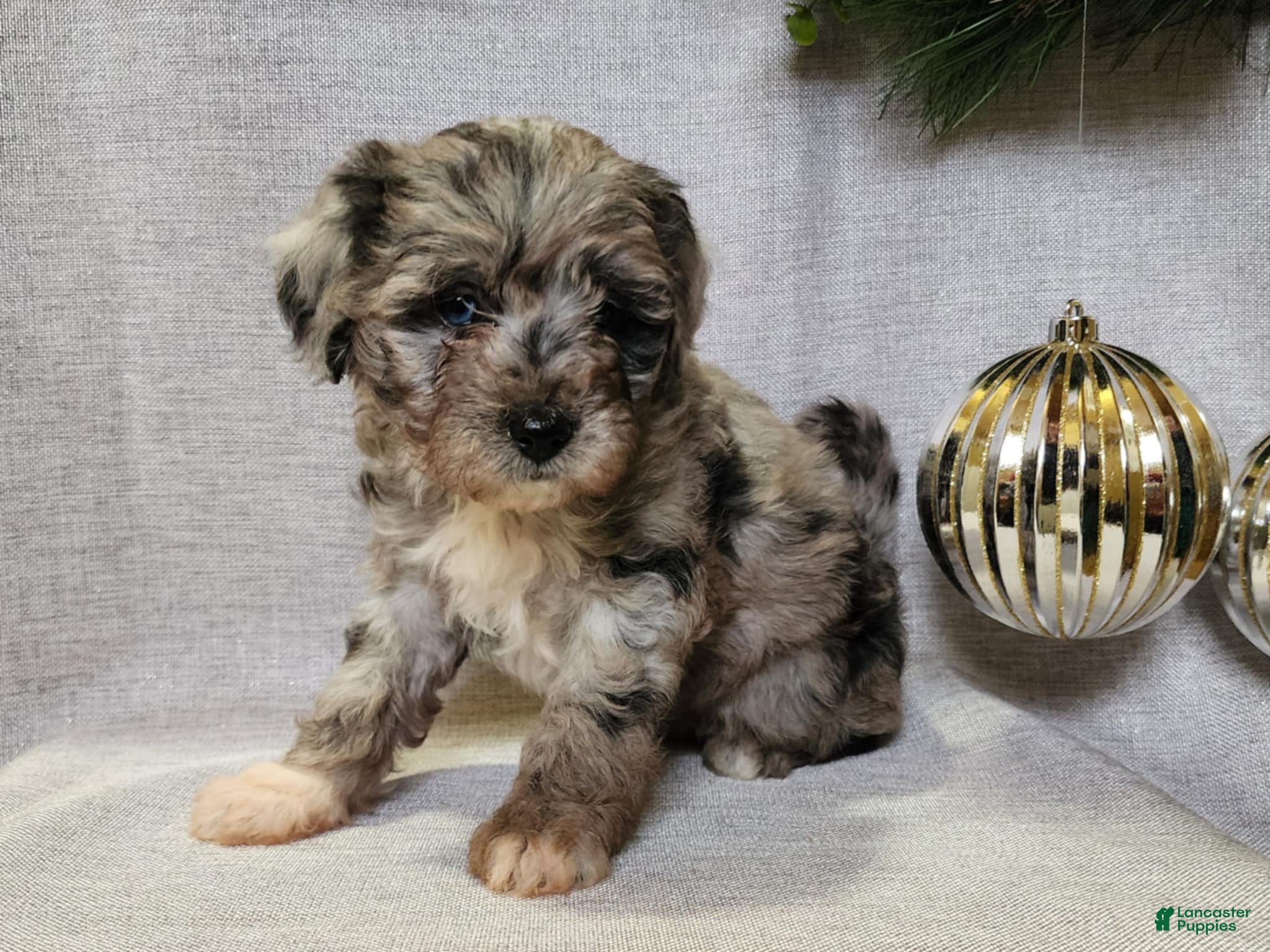 Mini Bernedoodle dogs Angel - Ad 22