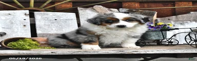 Zeb  