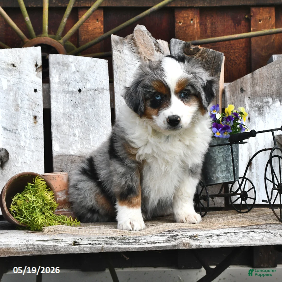 Australian Shepherd dogs for sale: Zeb   - Ad 1