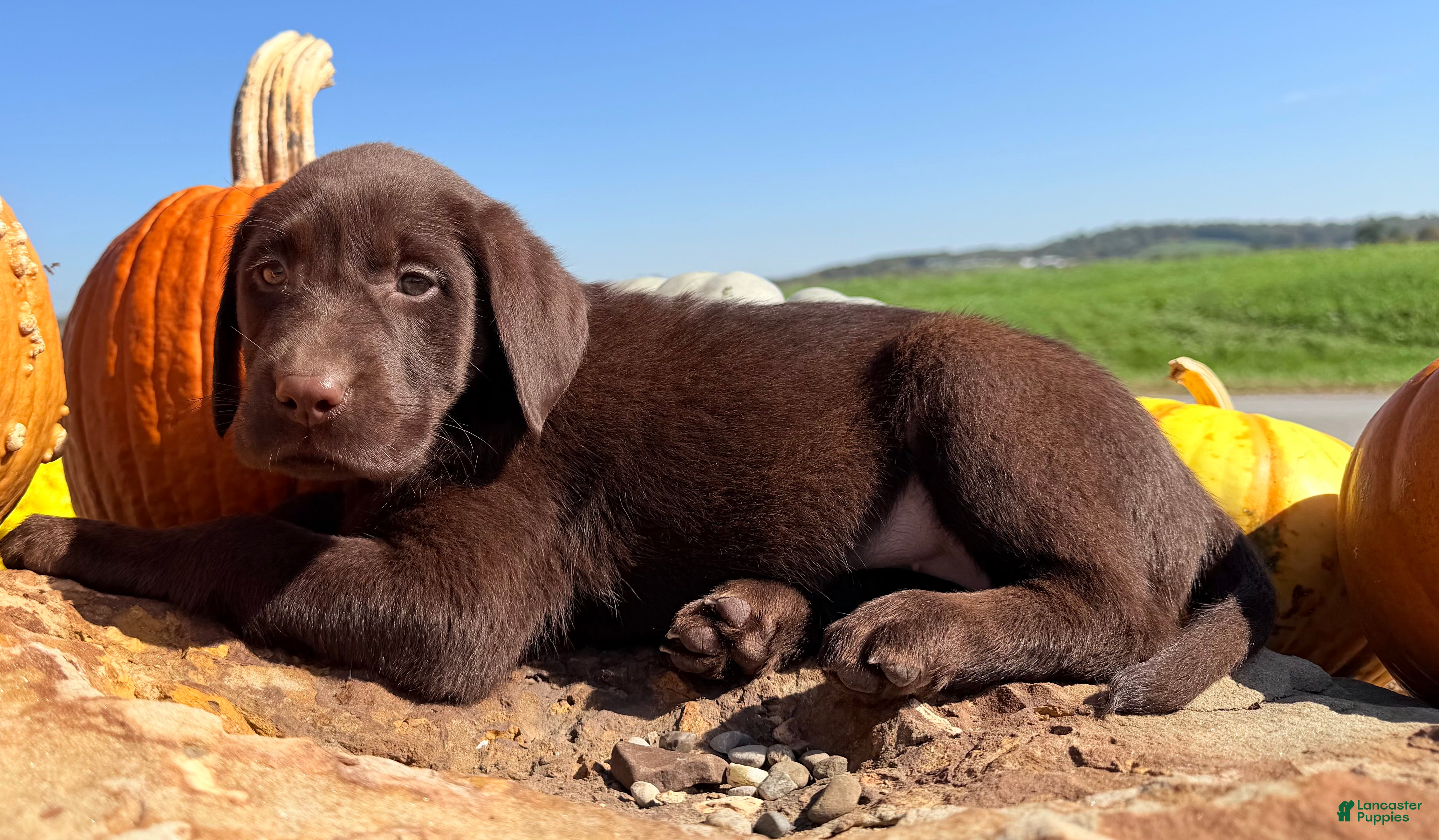 Labrador Retriever dogs Lucy - Ad 1